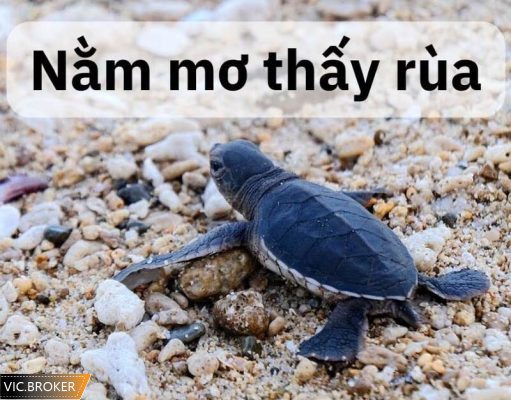 nằm mơ thấy rùa đánh số mấy