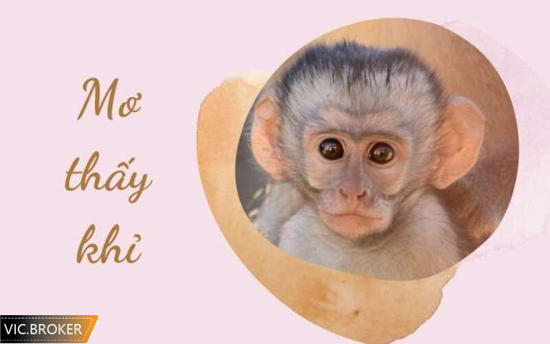 Chọn con số may mắn khi mơ thấy khỉ