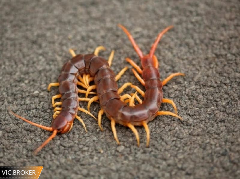 Nằm mơ thấy rết bò vào nhà đánh số gì?