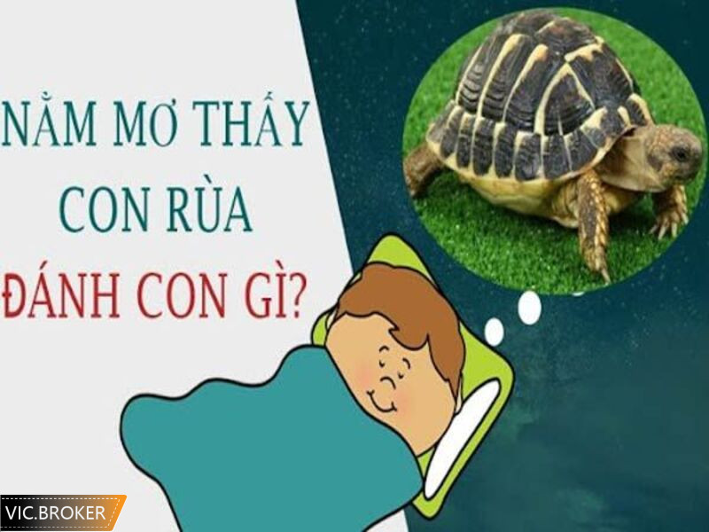 Nằm mơ thấy rùa đánh số mấy cho dễ trúng?
