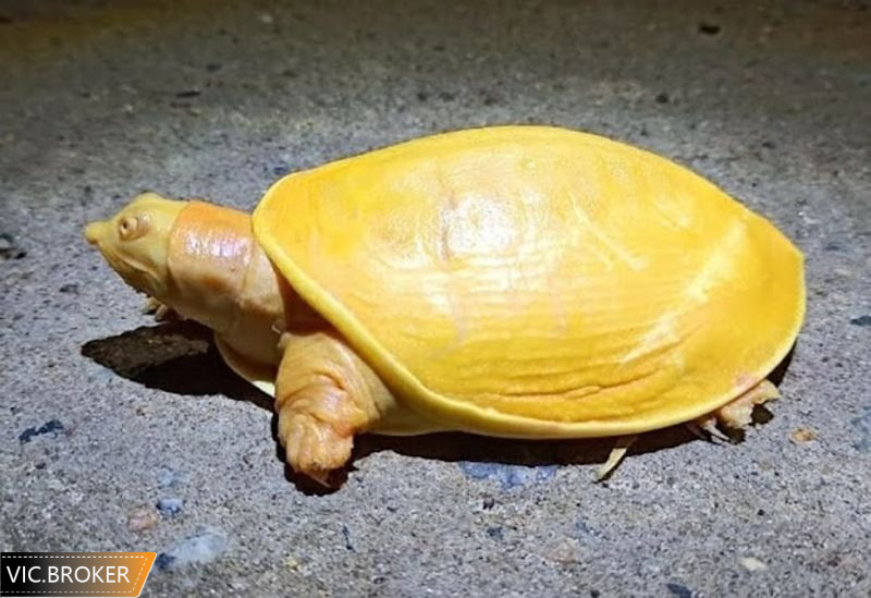 Chiêm bao nhìn thấy rùa màu vàng