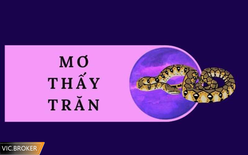 Khám phá nằm mơ thấy trăn đánh số gì dễ trúng nhất