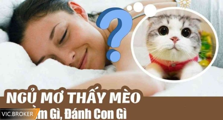 nằm mơ thấy mèo đánh số mấy