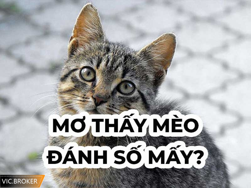 Mơ thấy mèo đánh số mấy? Giải mã chỉ tiết giấc mơ thấy tiền