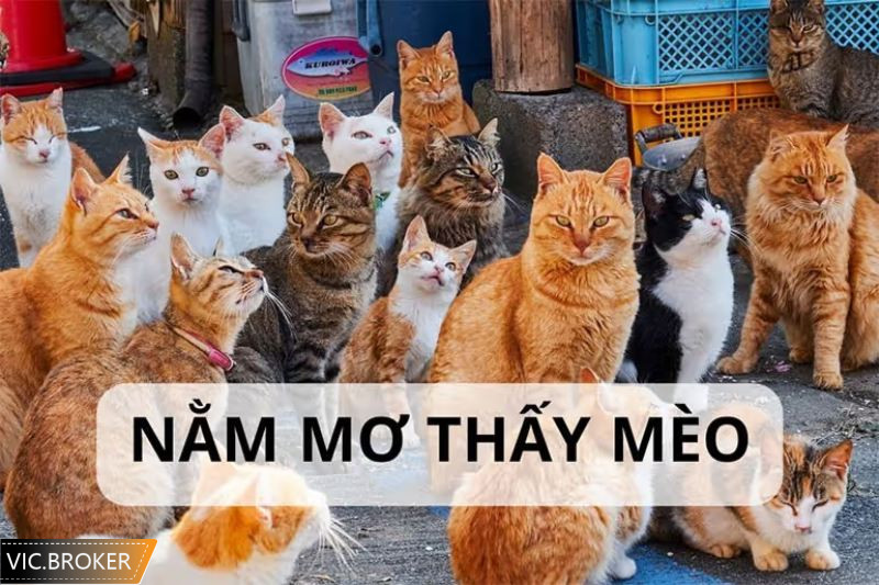 Nằm mơ thấy mèo cho thấy bạn đang gặp khó khăn trong nhà