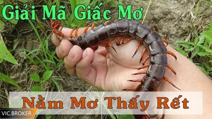 nằm mơ thấy rết đánh số mấy